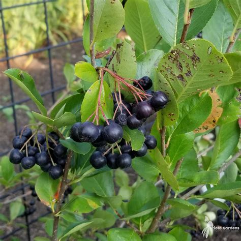 Autumn's Black Chokeberry: Enhancing Nature's Beauty
